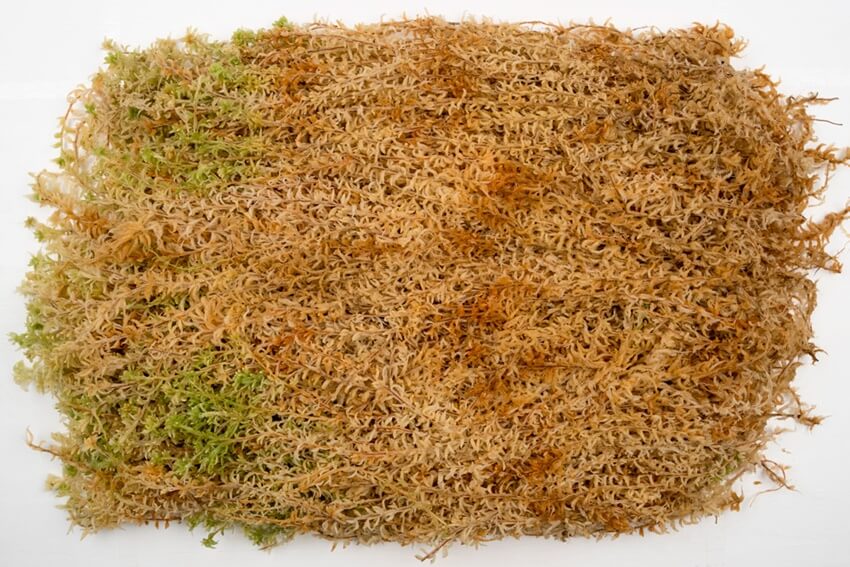 Spagmoss Sphagnum Moss - At the Root of Healthier Plants